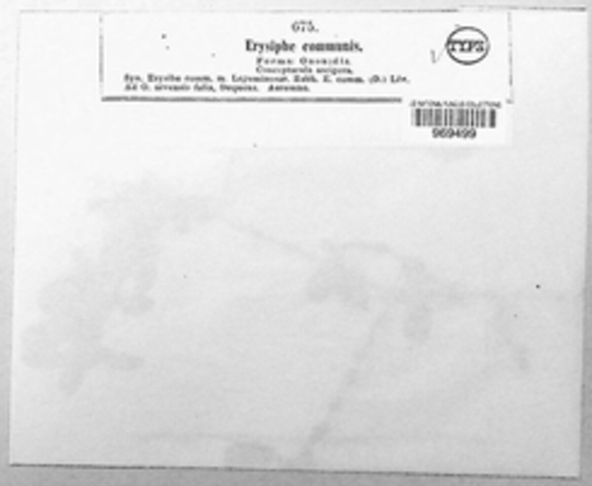 Erysiphe communis f. ononidis image